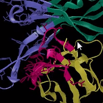 Antibody Phage Display Step 4