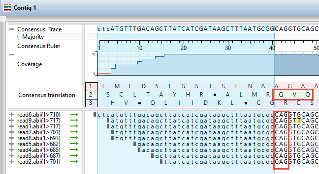 Trimming down to the target antibody translation sequence in SeqMan Ultra